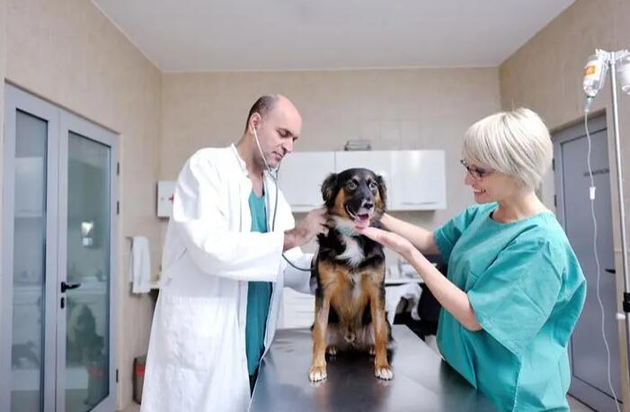 兽医：给动物进行疾病诊断治疗的医生