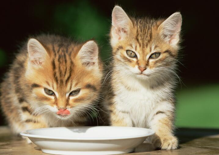 小猫 小猫图片 小猫咪怎么喂养